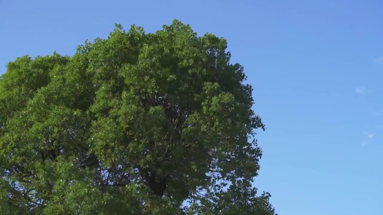 夏天被风吹摇晃的树视频下载