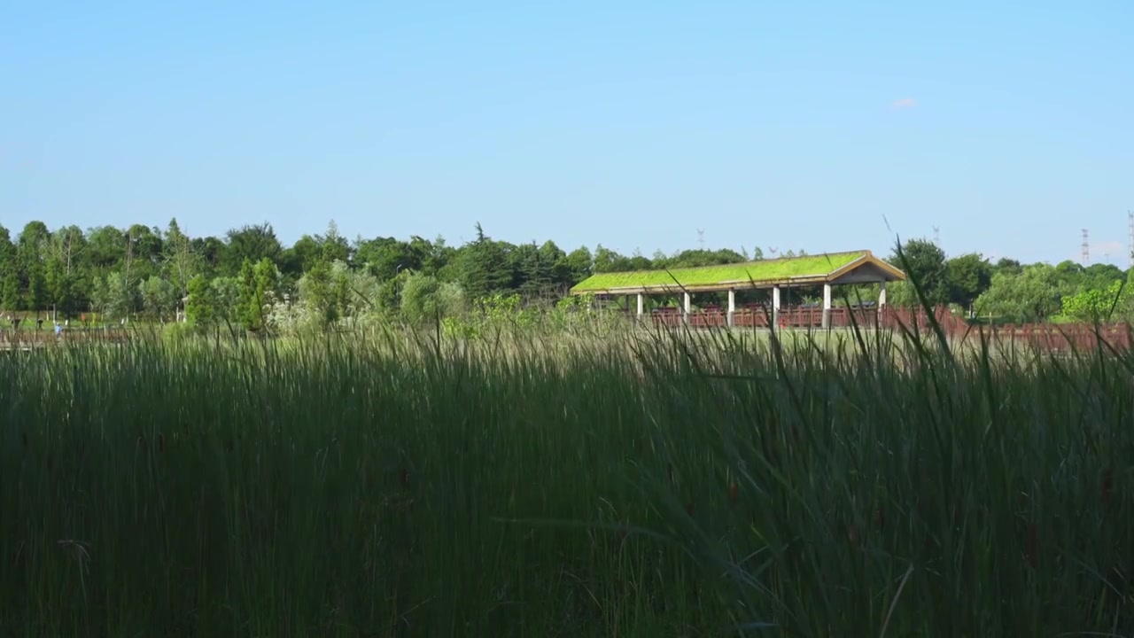 夏日蓝天下被风吹动的湿地芦苇丛视频下载