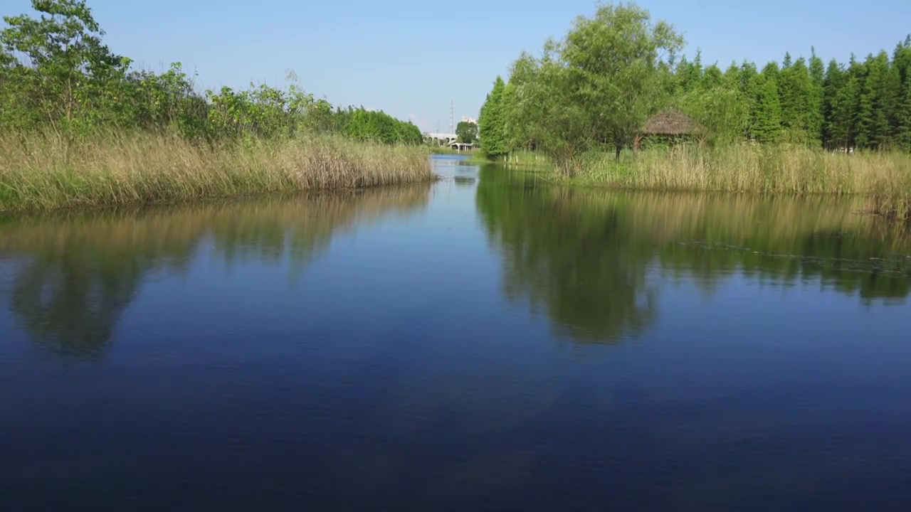 夏日蓝天下被风吹动的湿地芦苇丛视频素材