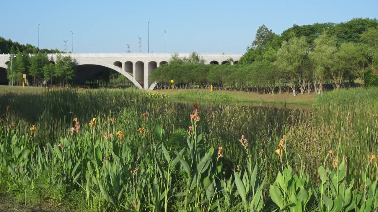 蓝天下被风吹动的植物视频下载