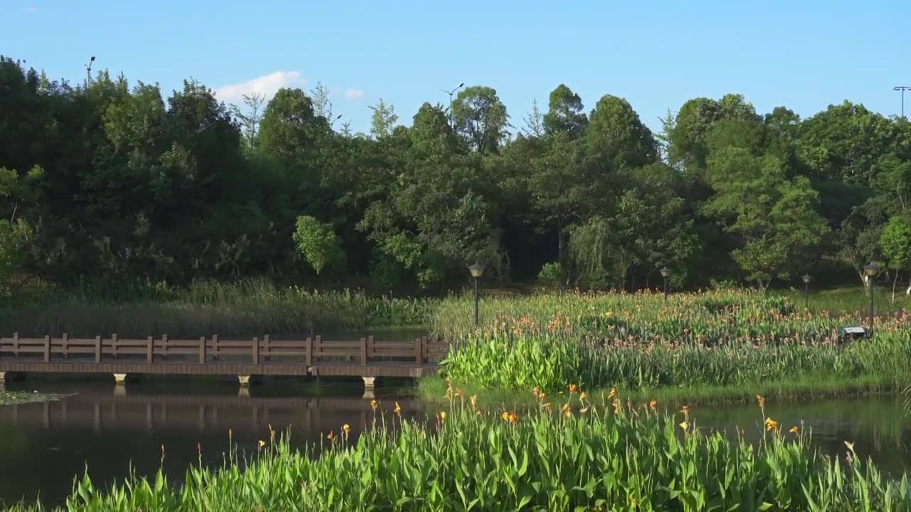 夏天湿地公园里被风吹动的绿色植被视频素材