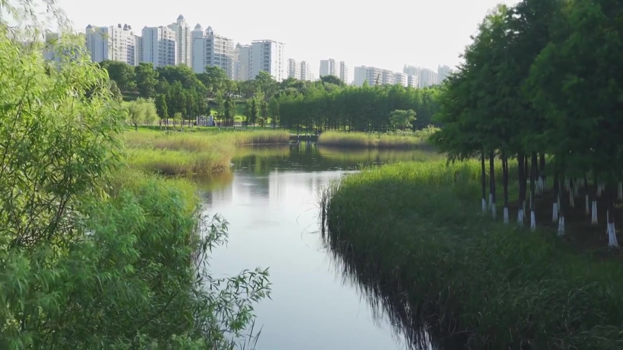 夏天湿地公园里被风吹动的绿色植被视频素材