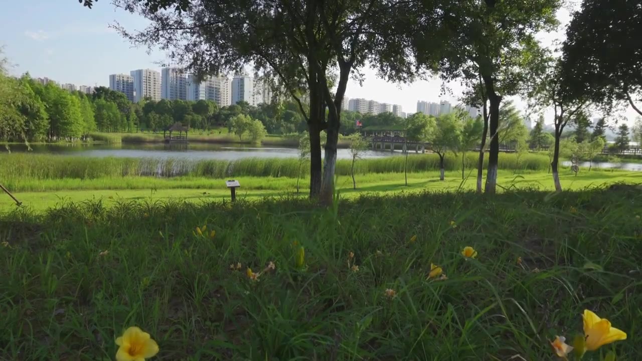 夏天湿地公园里被风吹动的绿色植被视频素材