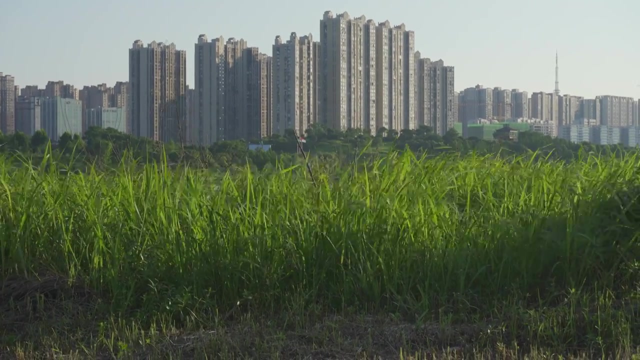 夏天湿地公园里被风吹动的绿色植被视频素材