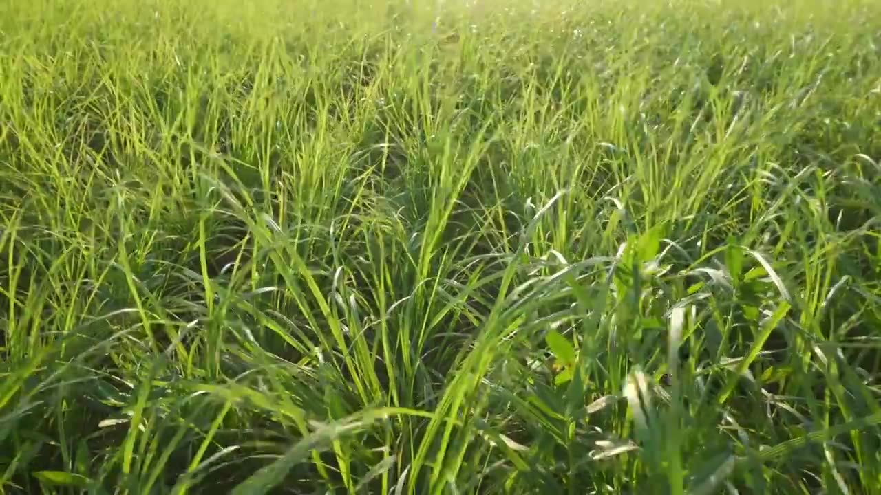 夏天湿地公园里被风吹动的绿色植被视频素材