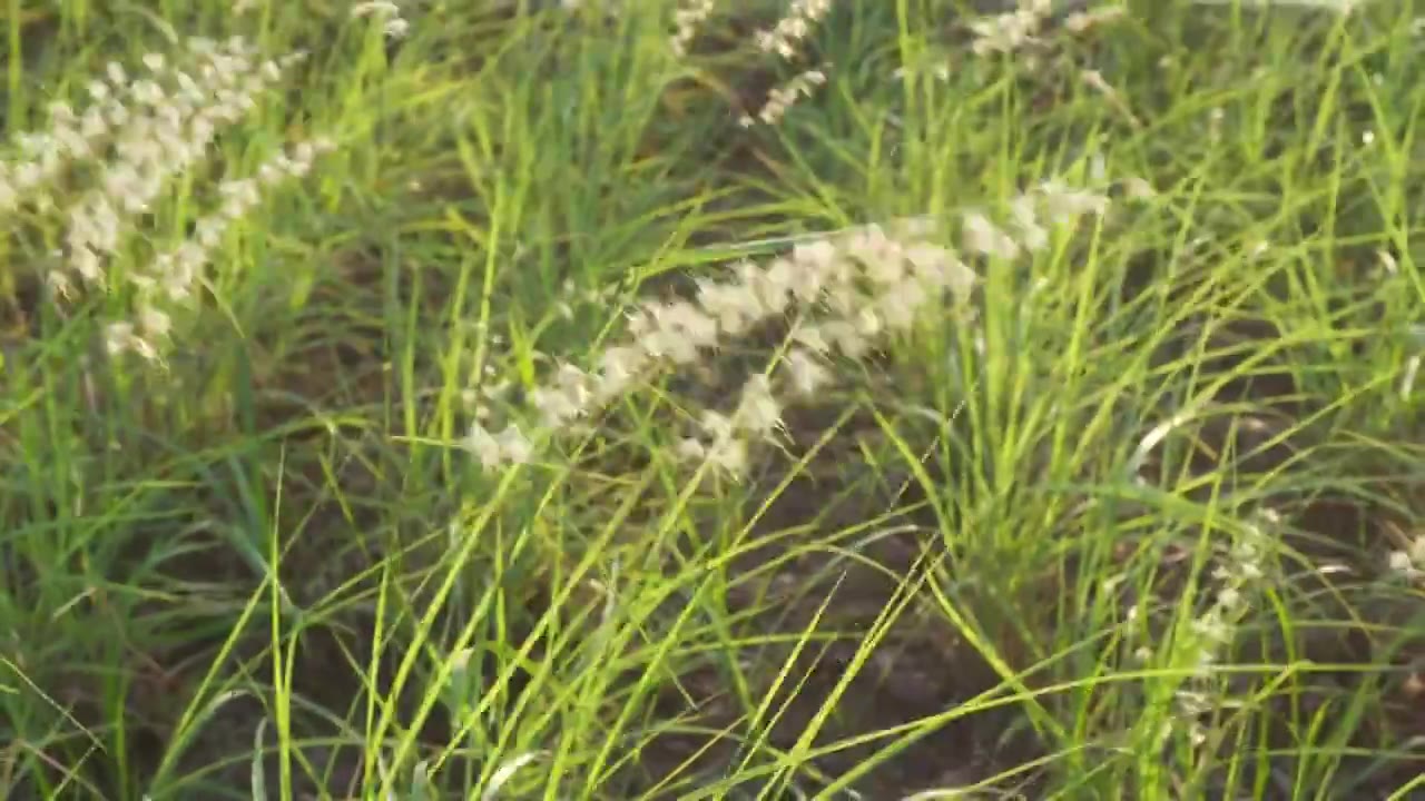 夏天湿地公园里被风吹动的绿色植被视频素材