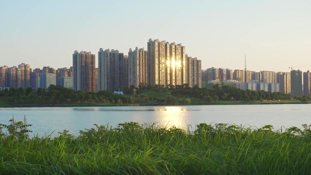 夏天湿地公园里被风吹动的绿色植被视频素材