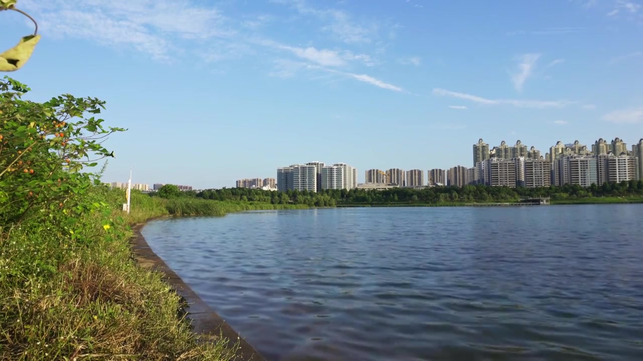 夏天松雅湖湿地公园被风吹动的湖水视频素材