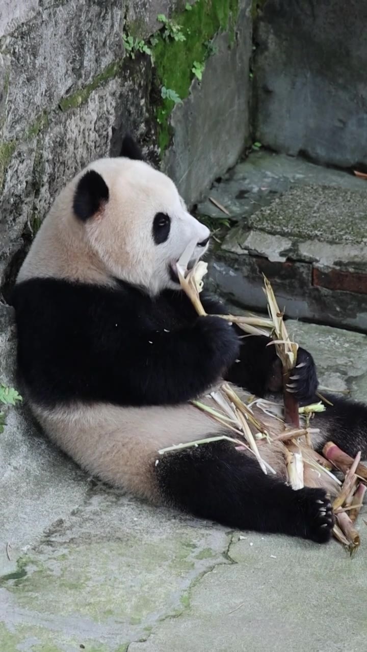 180帧慢动作帧重庆动物园渝可渝爱两小只大熊猫吃竹笋视频下载