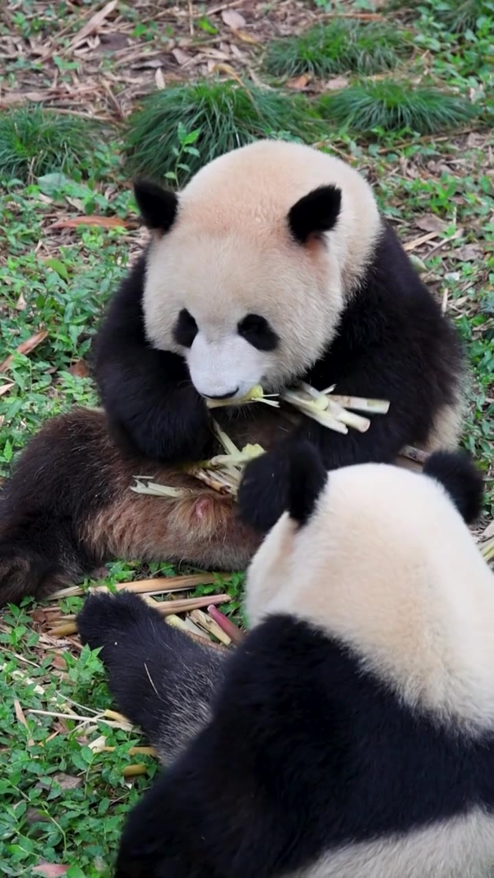 180帧慢动作帧重庆动物园渝可渝爱两小只大熊猫吃竹笋视频下载