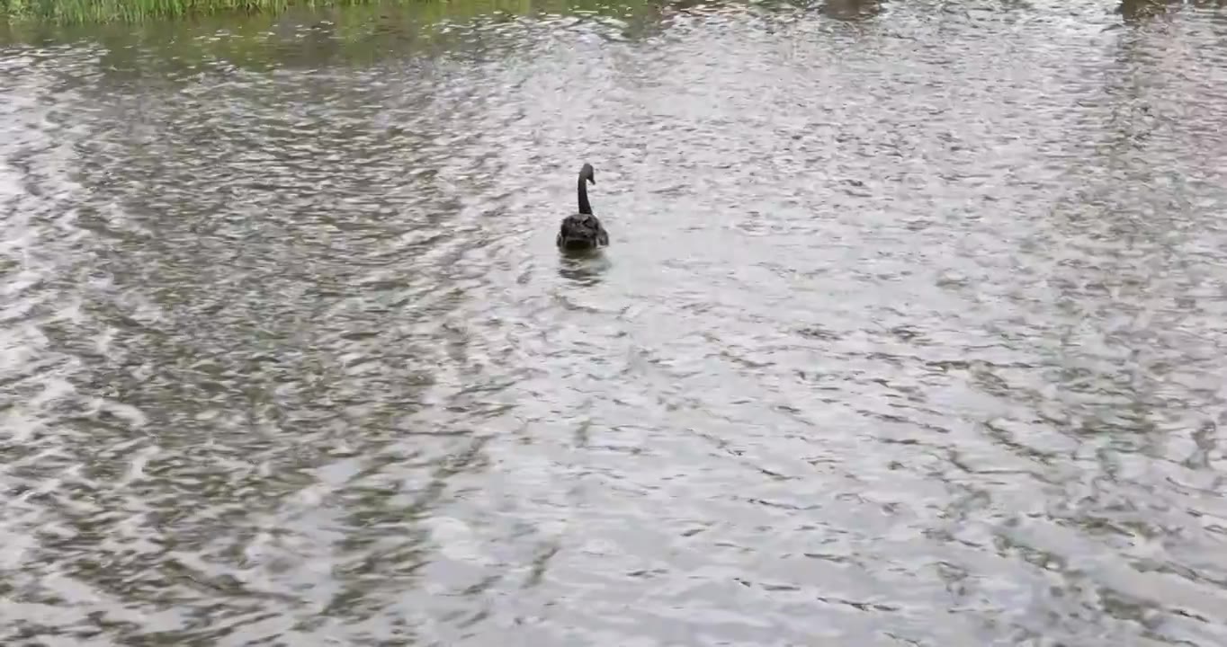 湖中的黑天鹅视频素材