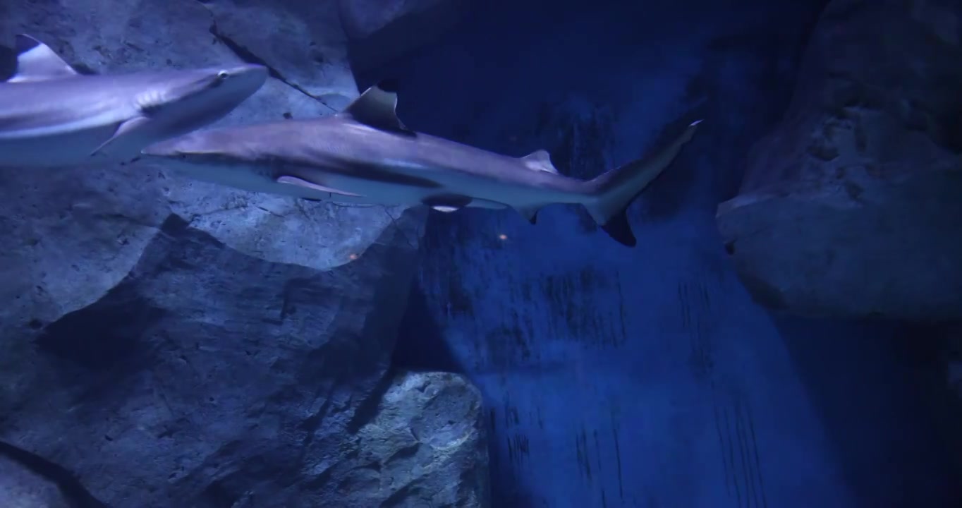 水族馆里的鲨鱼视频素材