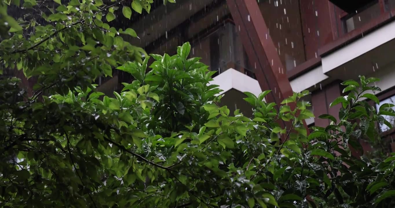 大雨下载绿植上视频下载