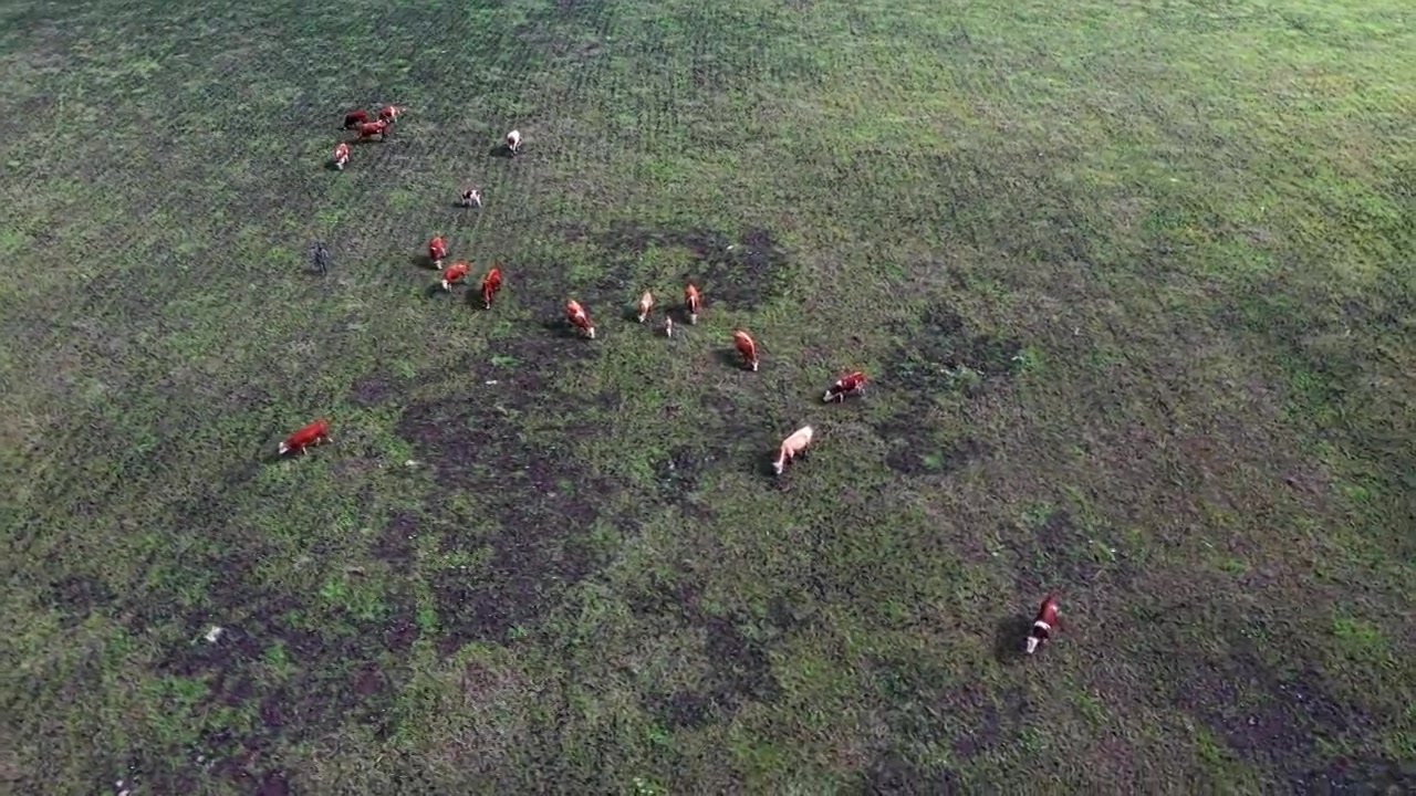 无人机拍摄的阳光下松花湖草地上放养的一群奶牛视频素材