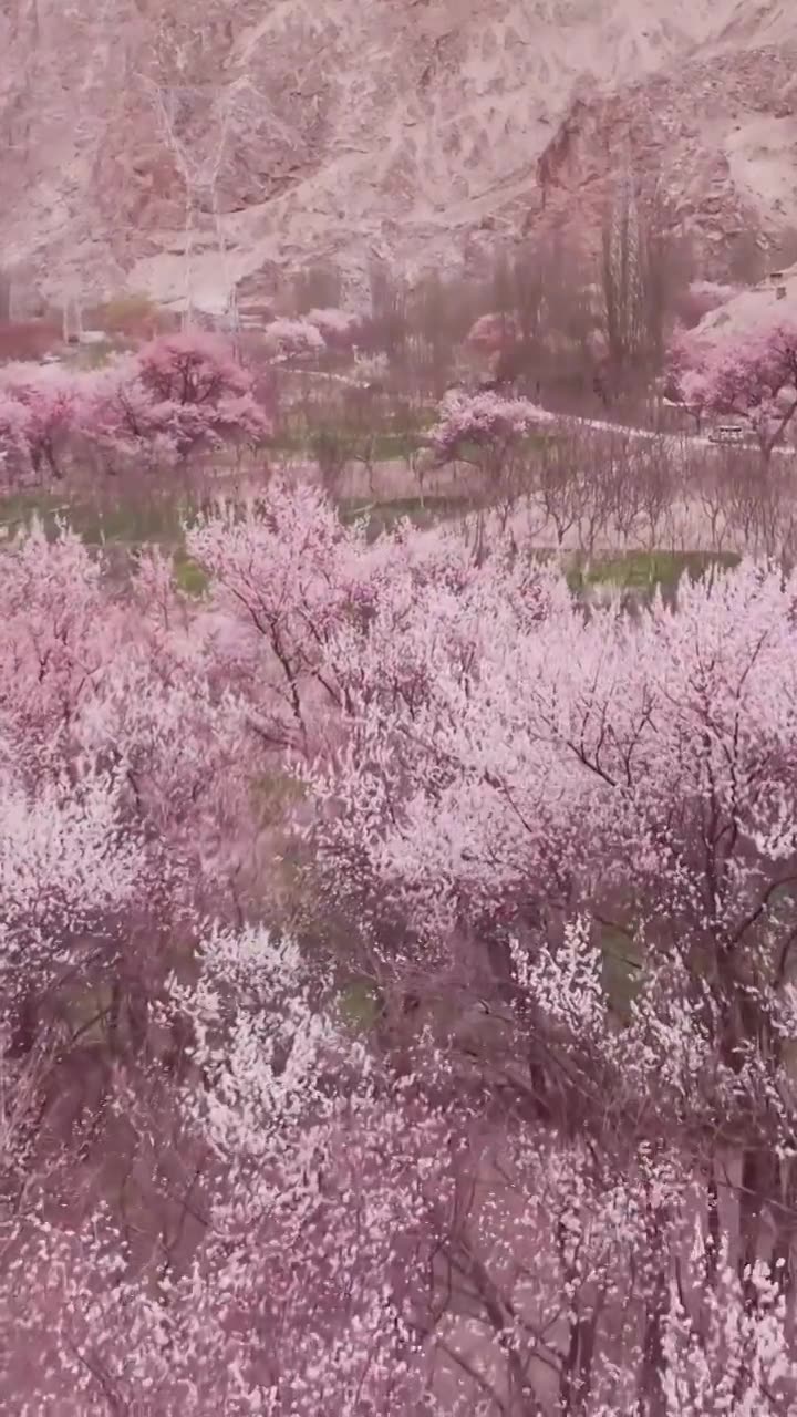 南疆杏花村，塔尔乡幸福五号桥杏花村，帕米尔高原的春天杏花视频素材