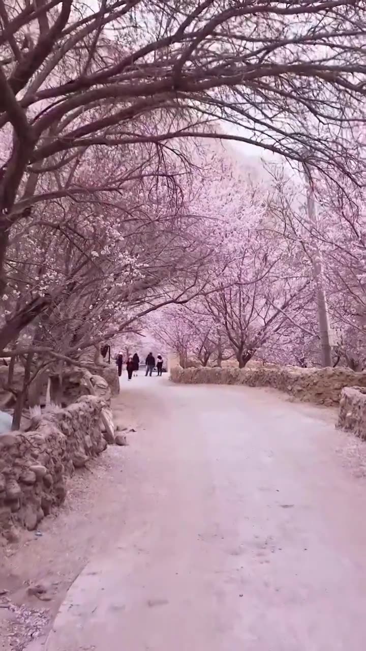 南疆杏花村，塔尔乡幸福五号桥杏花村，帕米尔高原的春天杏花视频素材