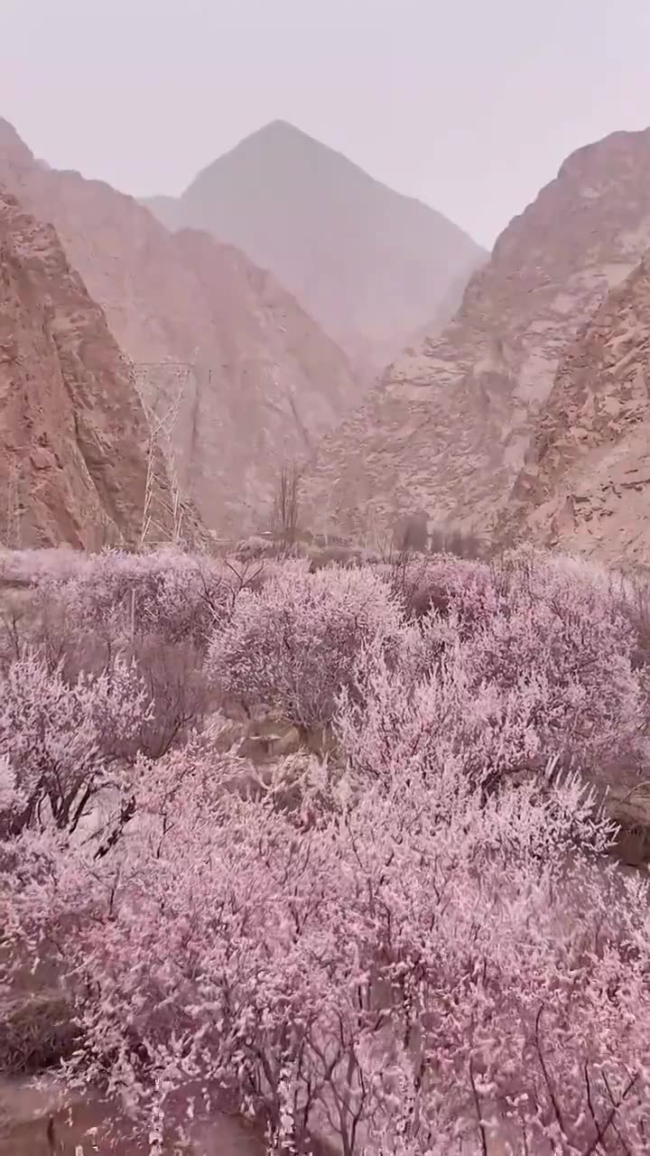 南疆杏花村，塔尔乡幸福五号桥杏花村，帕米尔高原的春天杏花视频素材