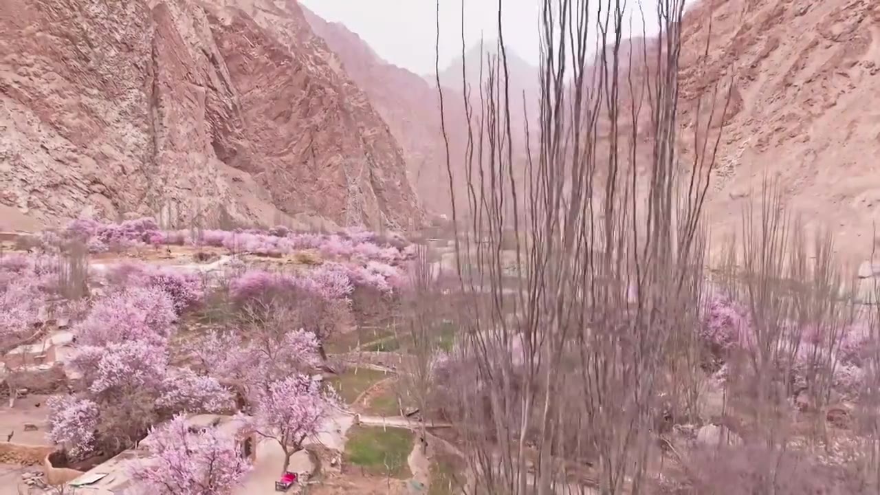 南疆杏花村，塔尔乡幸福五号桥杏花村，帕米尔高原的春天杏花视频素材