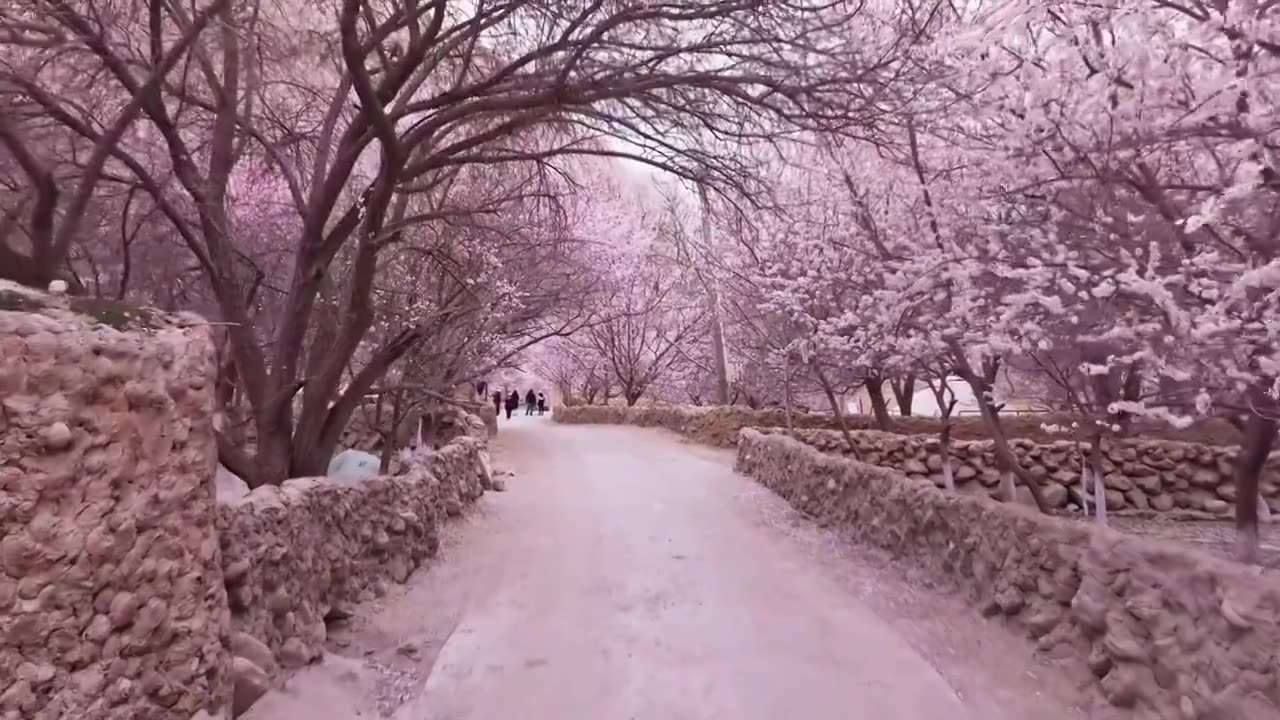 南疆杏花村，塔尔乡幸福五号桥杏花村，帕米尔高原的春天杏花视频素材