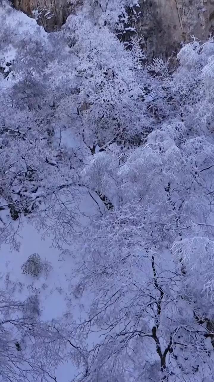 山西省长治市板山春雪后树木景色视频下载