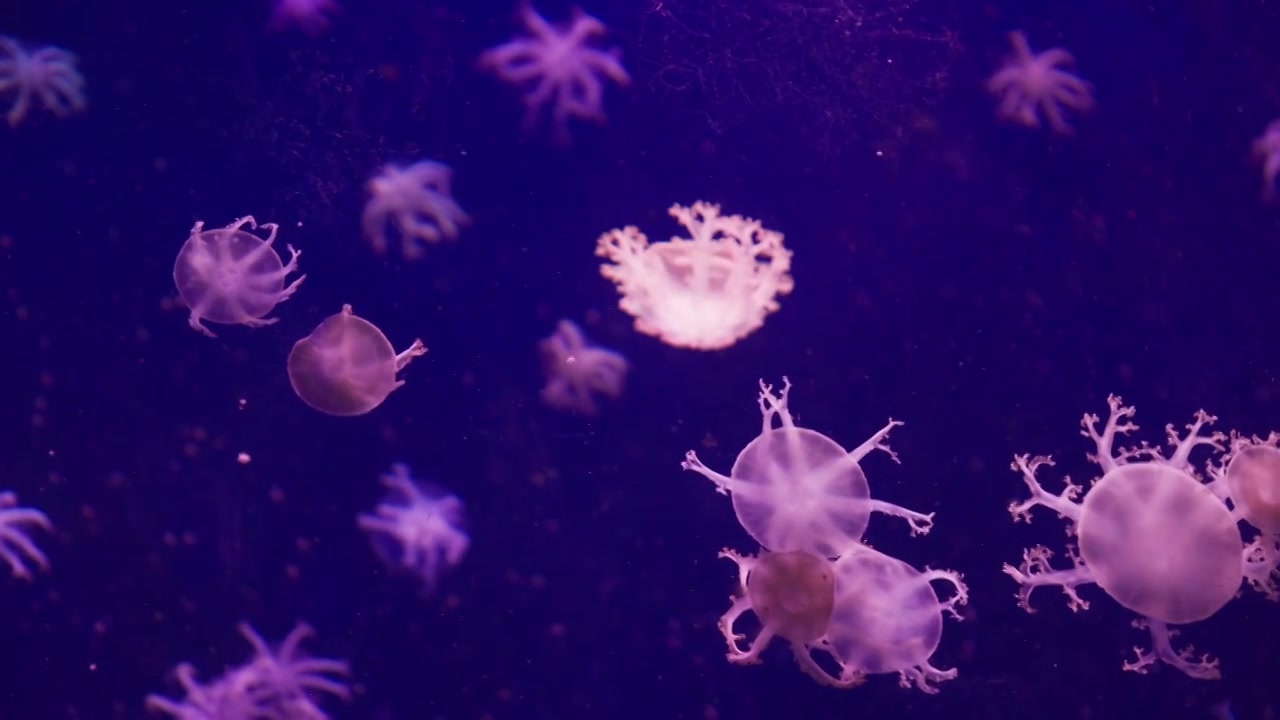 广东珠海长隆海洋公园水族馆里的水母视频素材