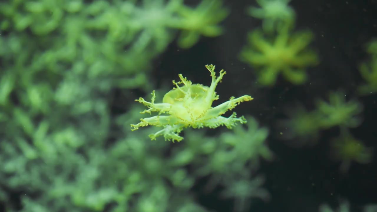 广东珠海长隆海洋公园水族馆里的水母视频素材