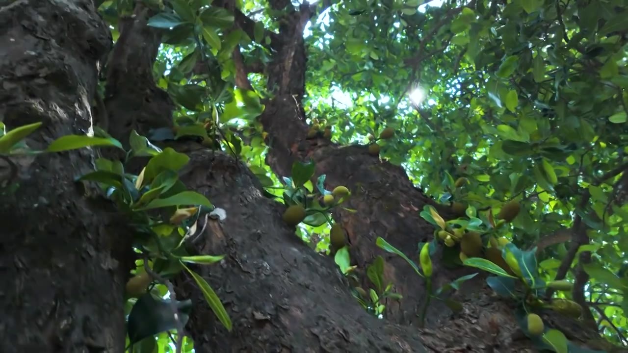 参天大树菠萝蜜树绿色背景视频下载