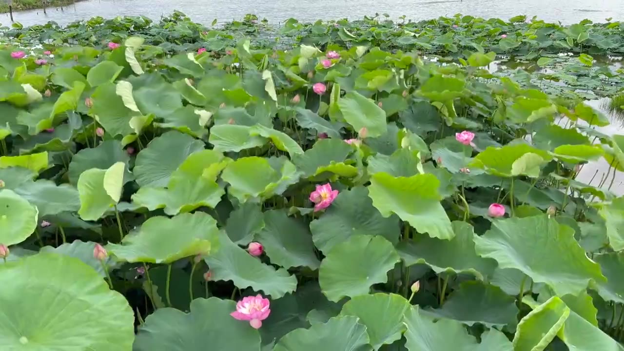 大理草海湿地公园夏日荷塘景色视频素材