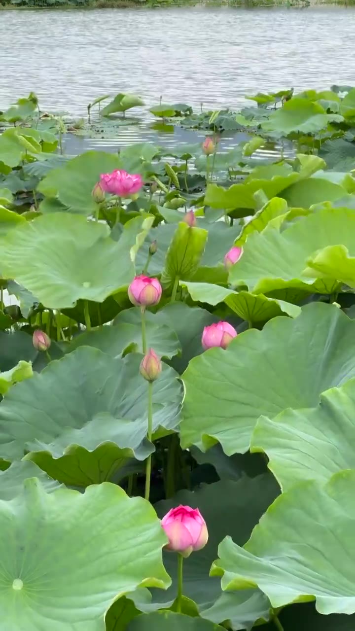 大理草海湿地公园夏日荷塘景色视频素材