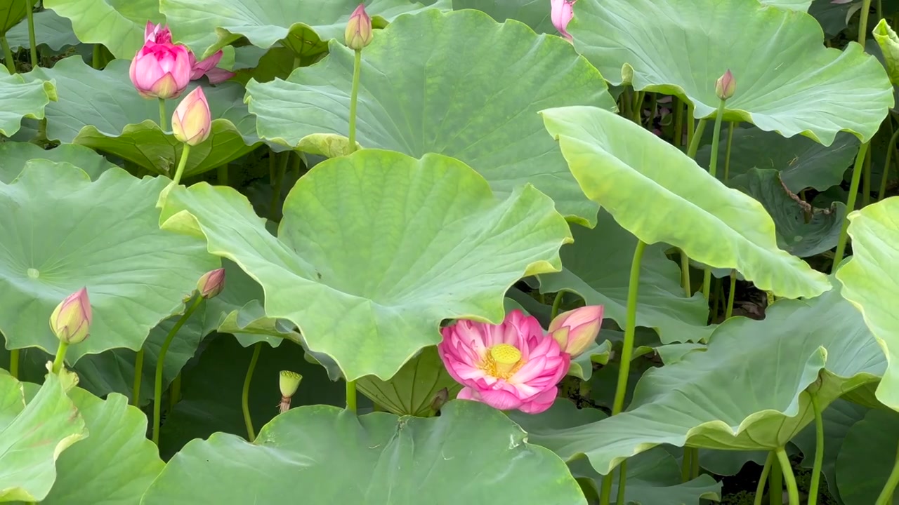 大理草海湿地公园夏日荷塘景色视频素材