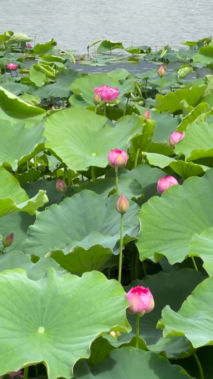 夏日的大理草海湿地公园荷花盛开视频素材