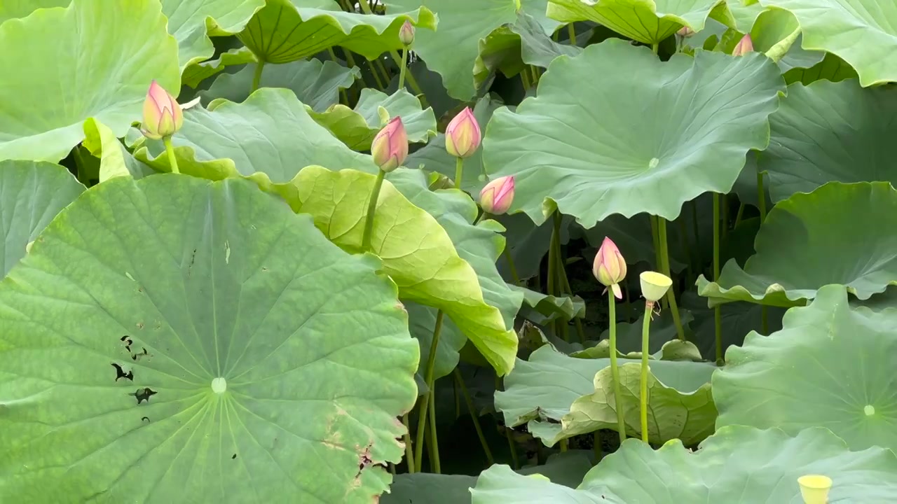 夏日的大理草海湿地公园荷花盛开视频素材