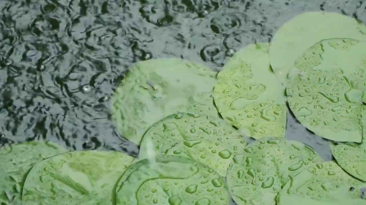 慢镜头雨水雨滴落在湖面的睡莲上溅起水花和波纹唯美意境视频素材