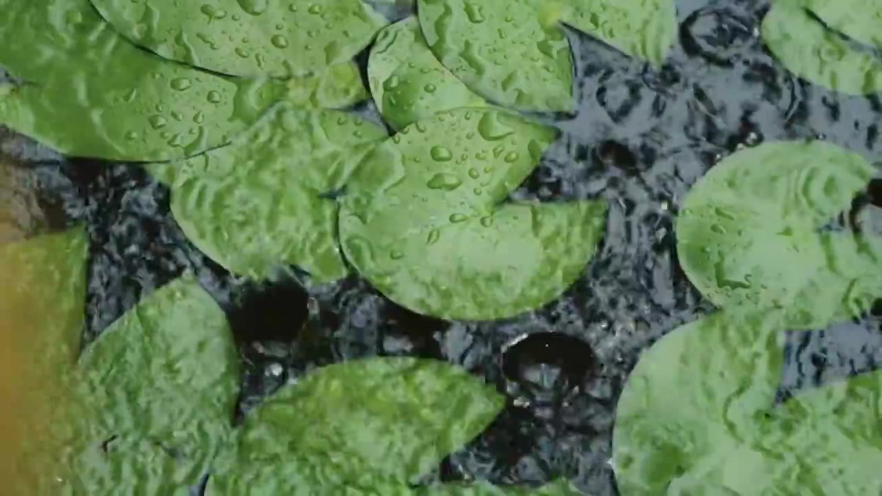 慢镜头雨水雨滴落在湖面的睡莲上溅起水花和波纹唯美意境视频素材