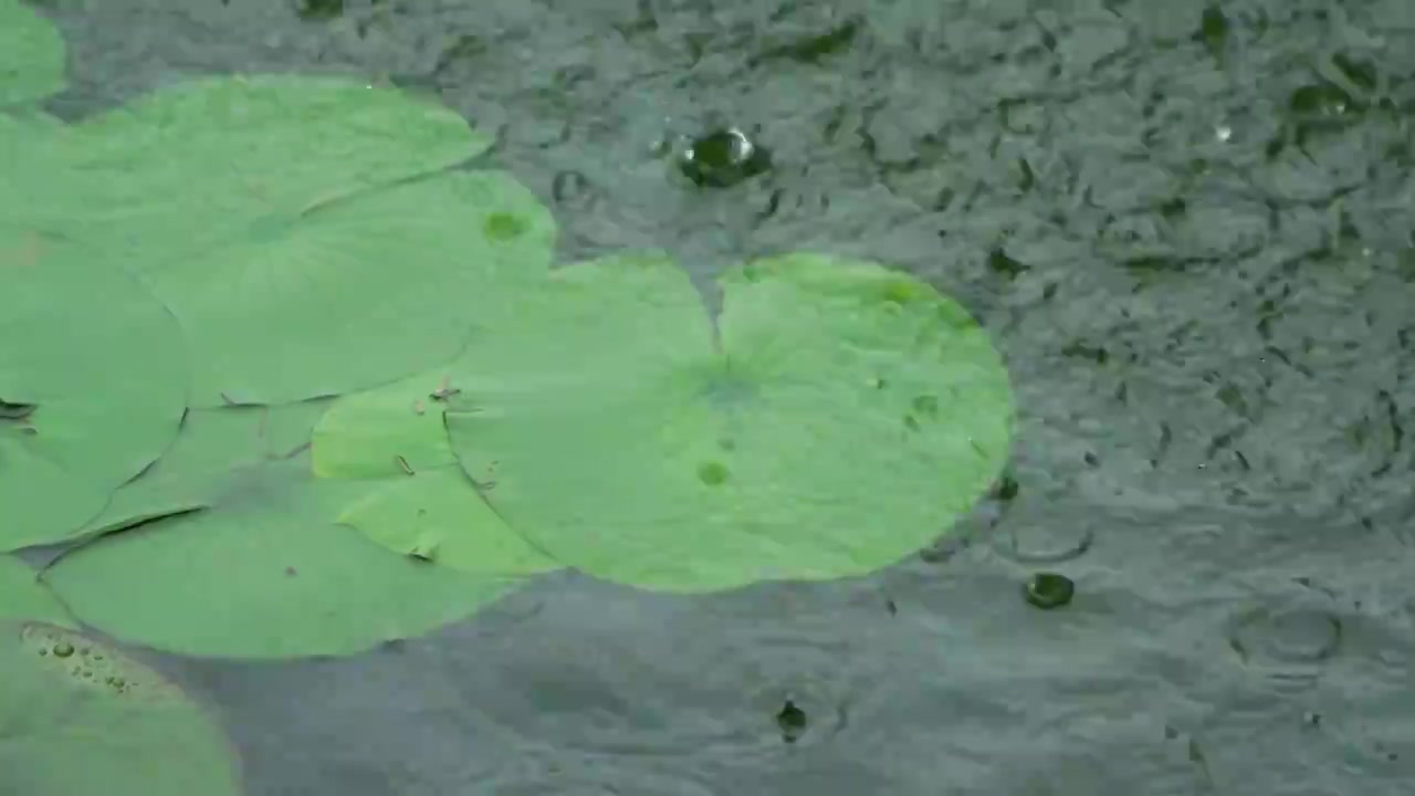 慢镜头雨水雨滴落在湖面的睡莲上溅起水花和波纹唯美意境视频素材