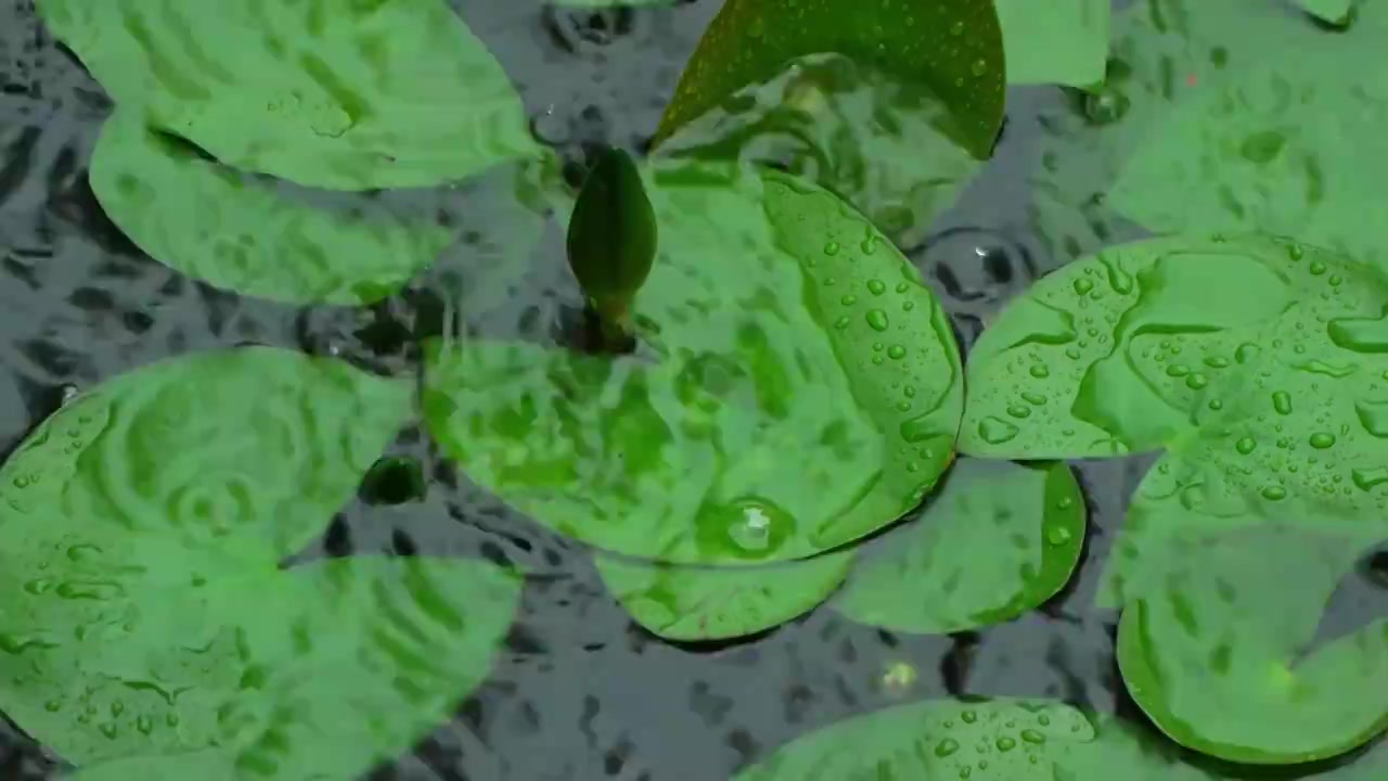 慢镜头雨水雨滴落在湖面的睡莲上溅起水花和波纹唯美意境视频素材