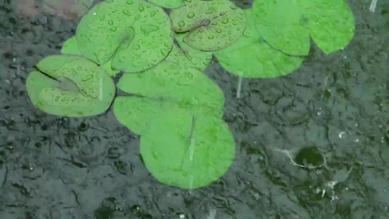 慢镜头雨水雨滴落在湖面的睡莲上溅起水花和波纹唯美意境视频素材