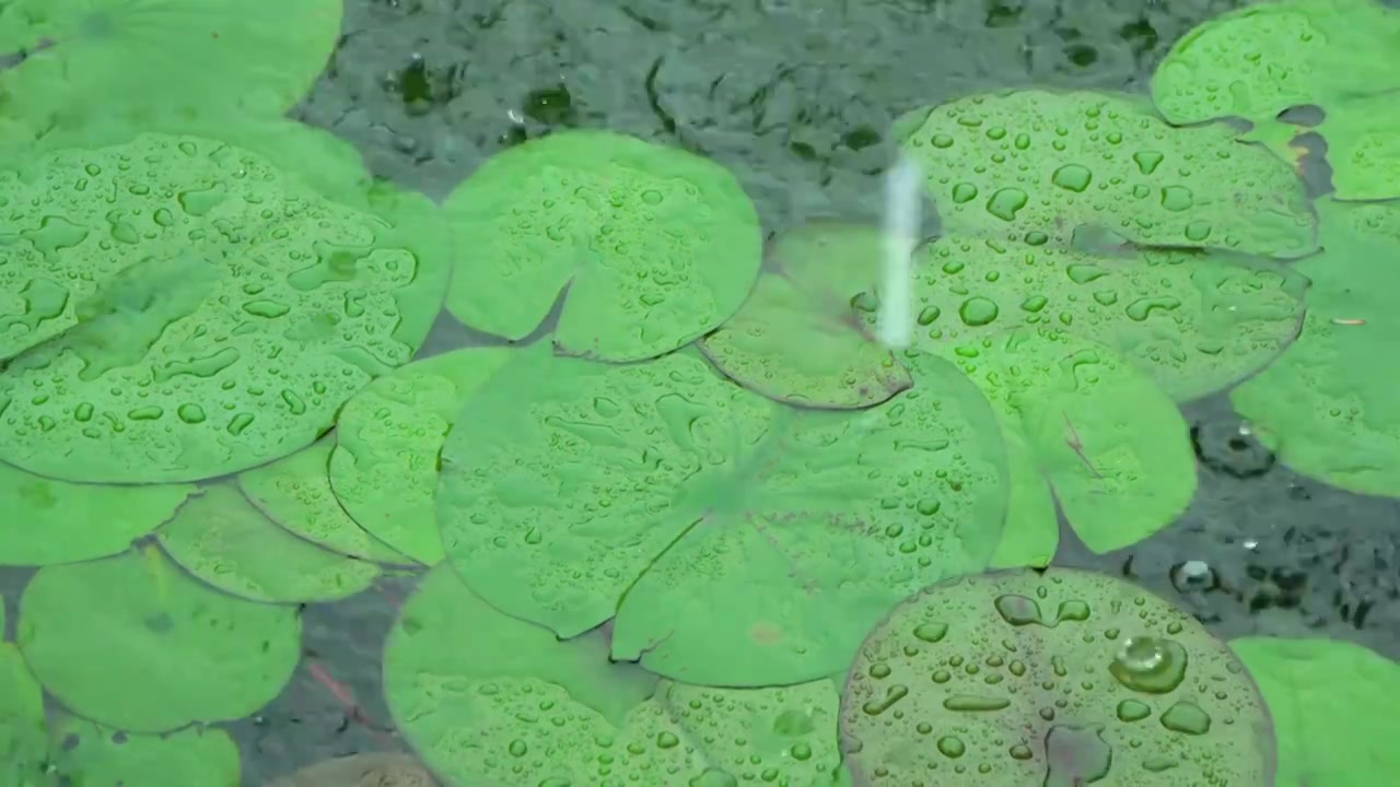 慢镜头雨水雨滴落在湖面的睡莲上溅起水花和波纹唯美意境视频素材