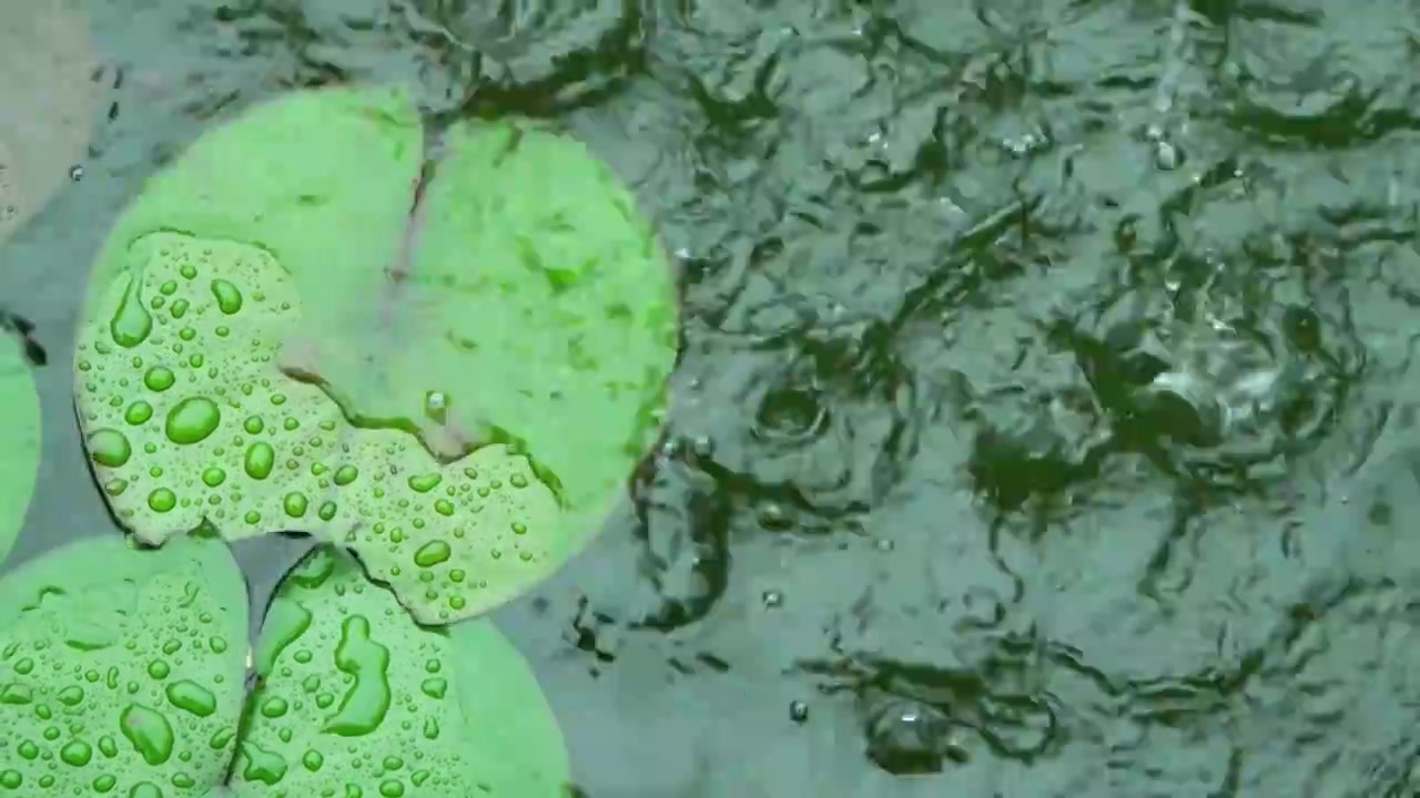 慢镜头雨水雨滴落在湖面的睡莲上溅起水花和波纹唯美意境视频素材