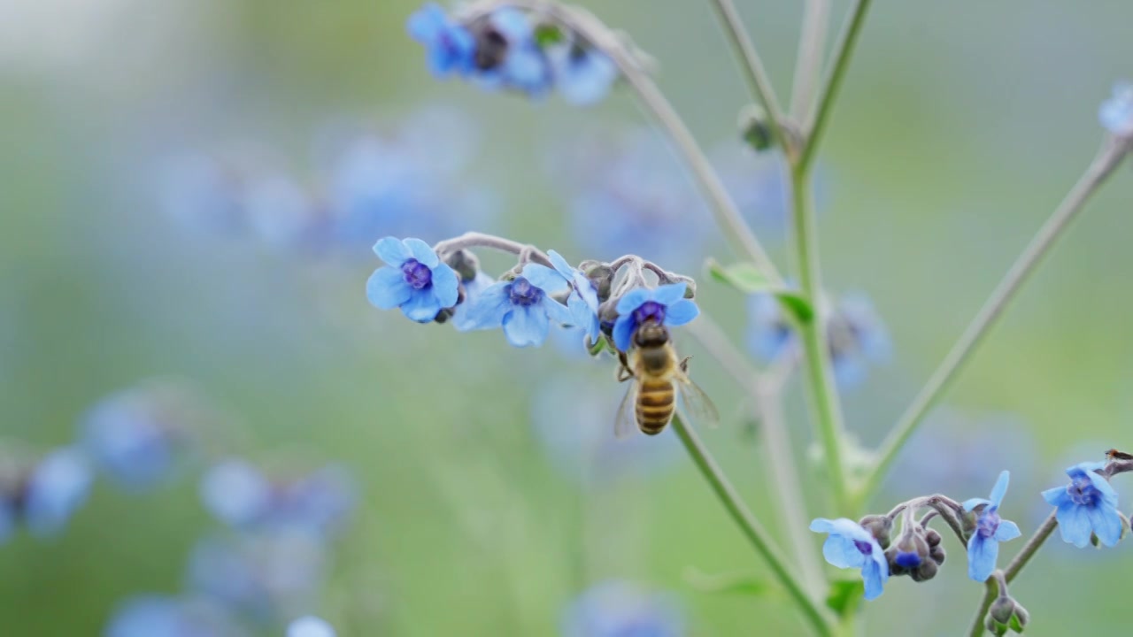 夏季草地上的野花和蜜蜂视频素材