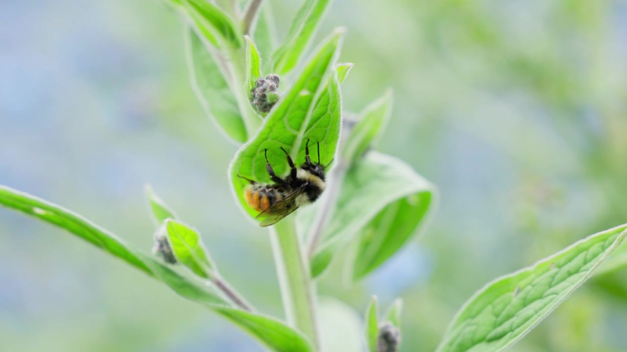 夏季草地上的野花和蜜蜂视频素材