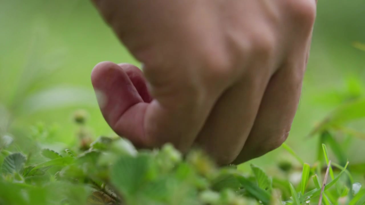 云南夏天的野草莓特写视频素材