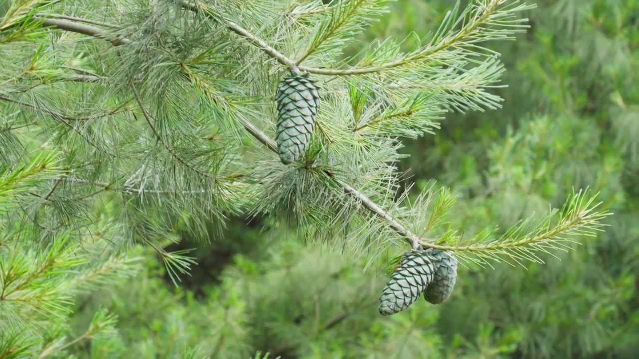 夏天树上的松果视频下载