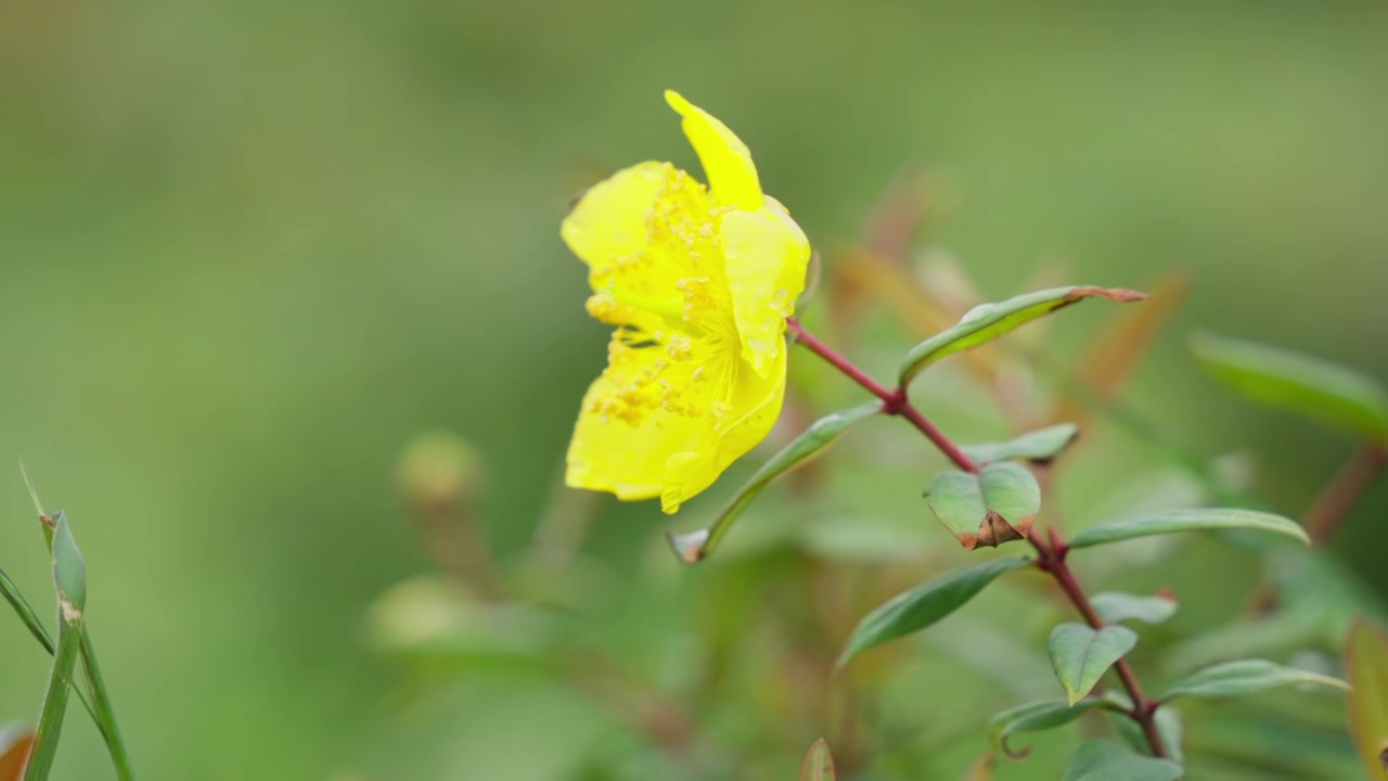 夏天草原上的野花视频下载