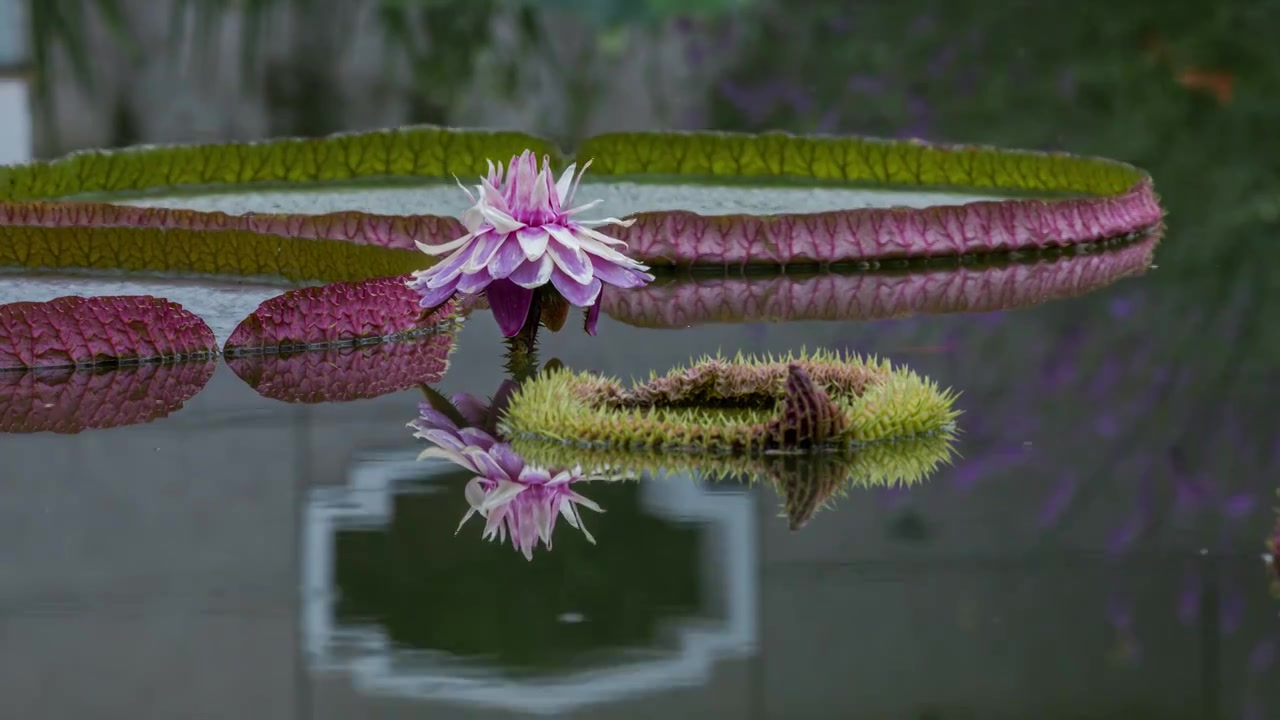 北京国家植物园水中王者亚马逊王莲花开艳丽视频素材