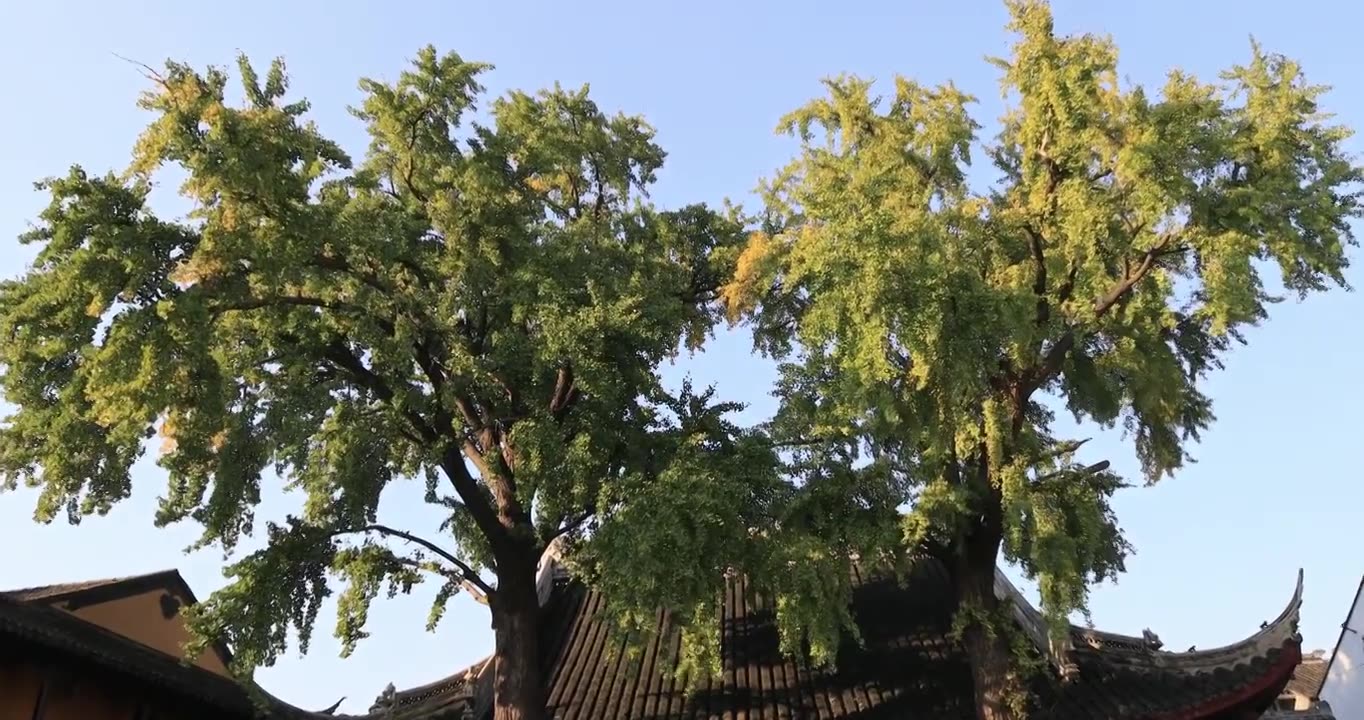 阳光寺院古建筑古银杏 秋天苏州定慧寺古树视频素材