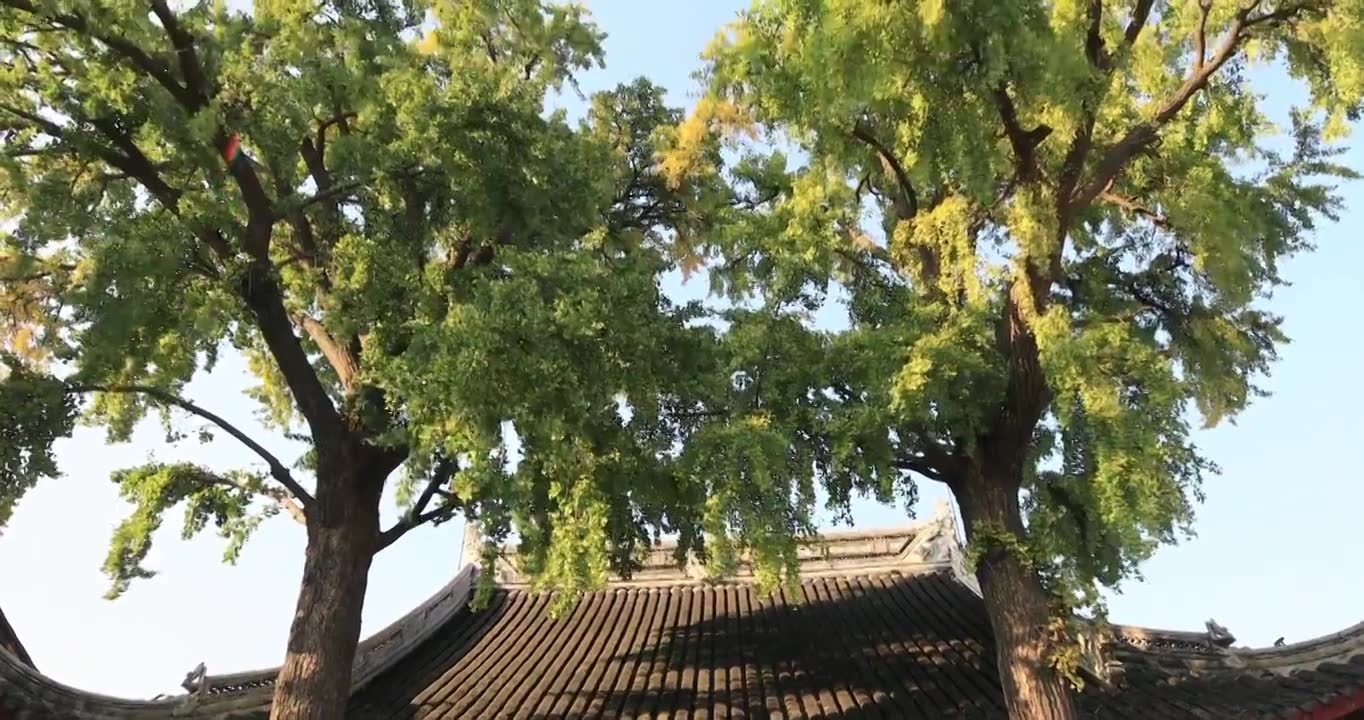 阳光寺院古建筑古银杏 秋天苏州定慧寺古树视频素材