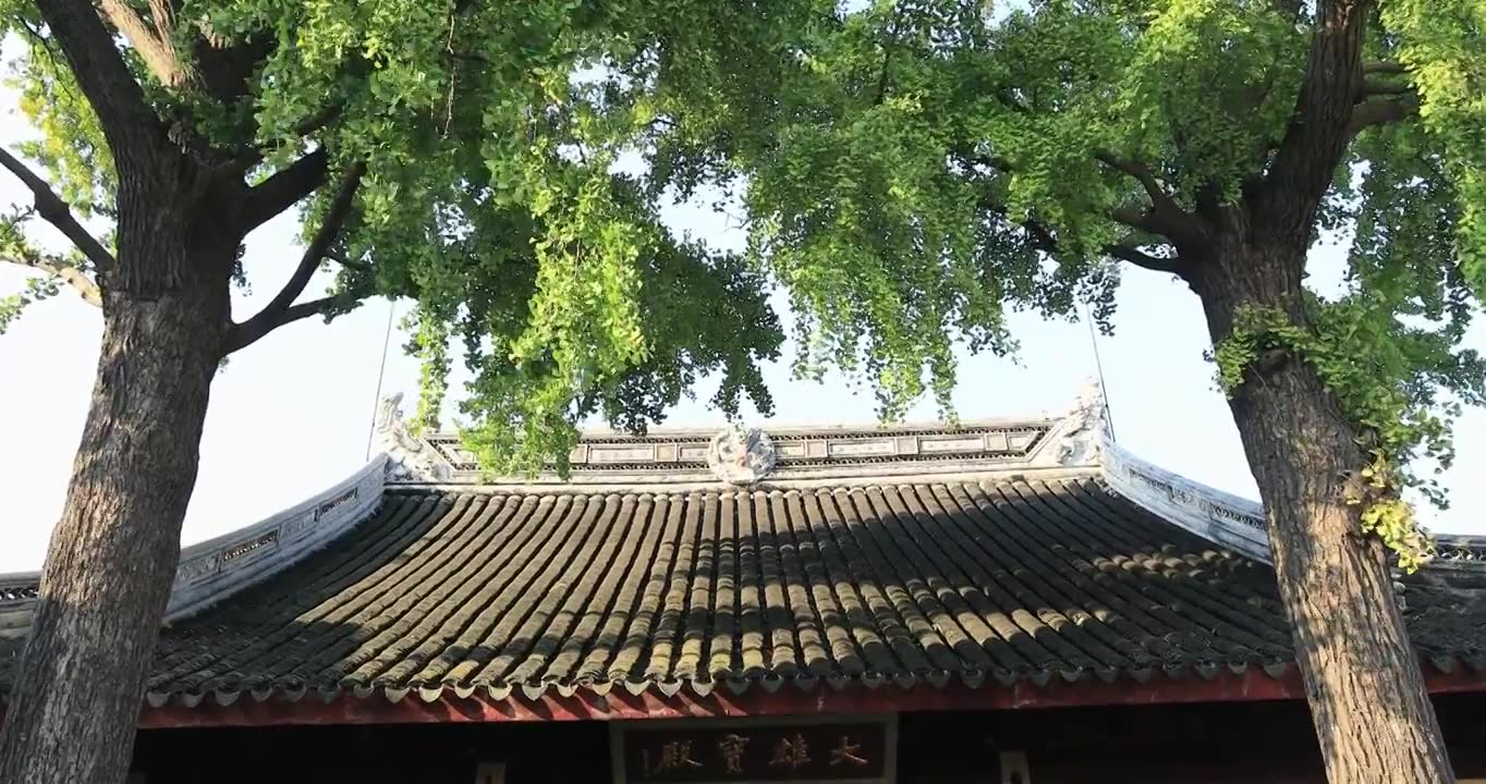 阳光寺院古建筑古银杏 秋天苏州定慧寺古树视频素材