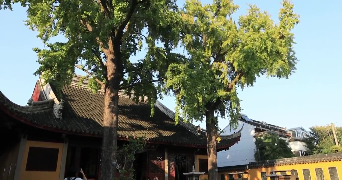 阳光寺院古建筑古银杏 秋天苏州定慧寺古树视频素材