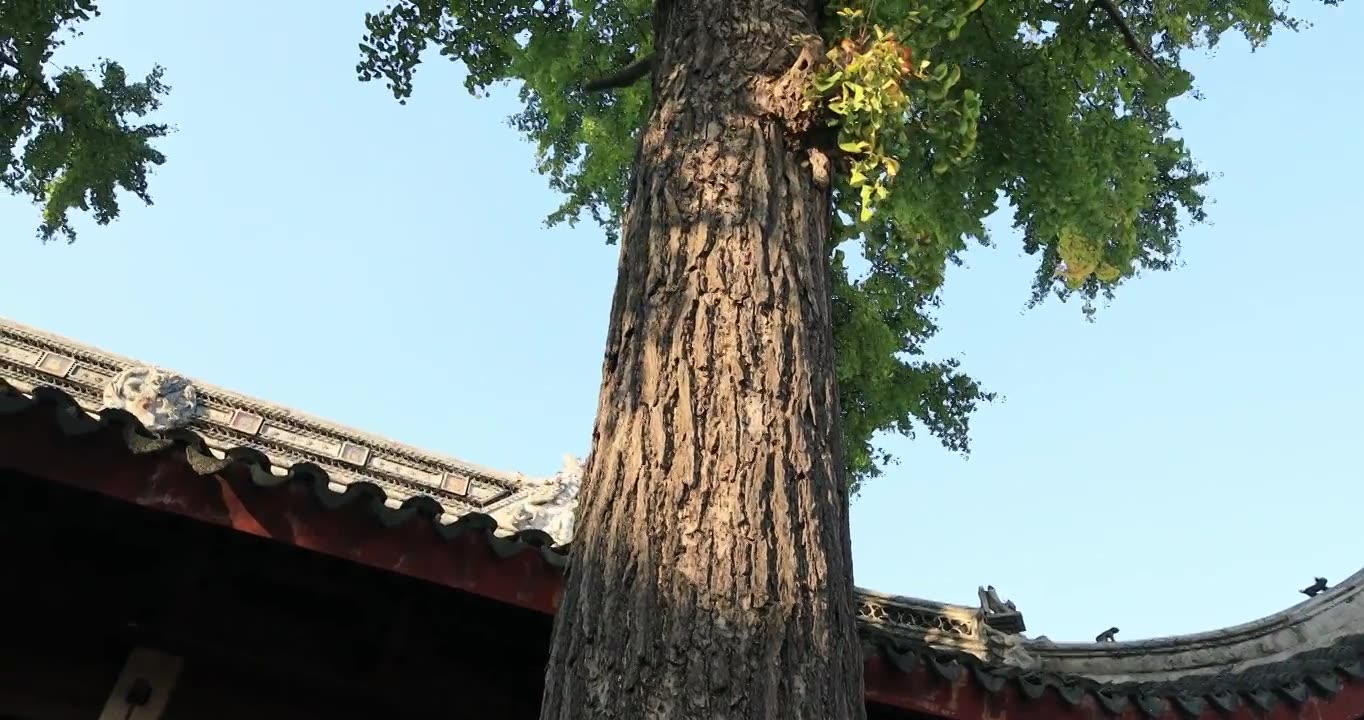 阳光寺院古建筑古银杏 秋天苏州定慧寺古树视频素材